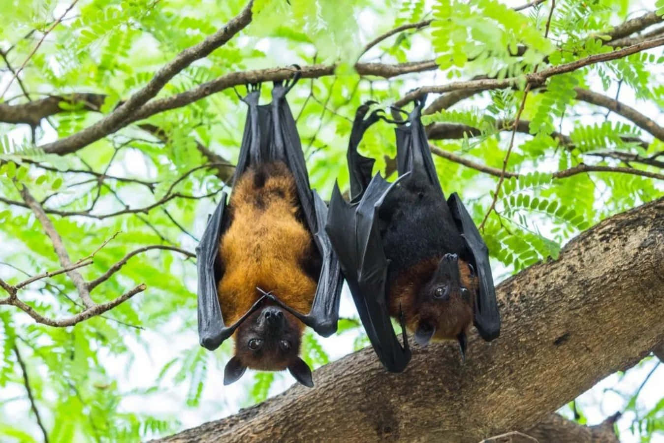 Fascinating Image Of Fruit Bats In Flight
