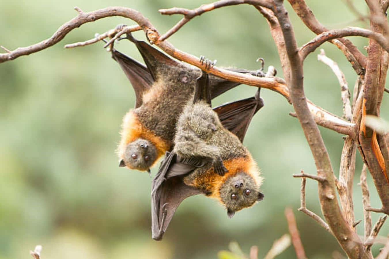 Fruit Bats On Tree Branch Picture