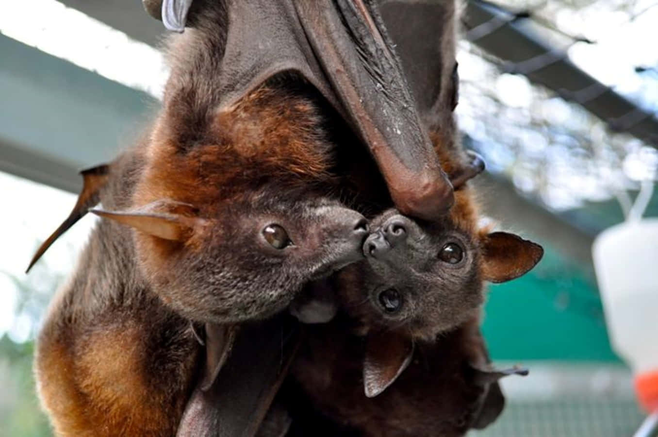 Fruit Bats Hanging Together Picture