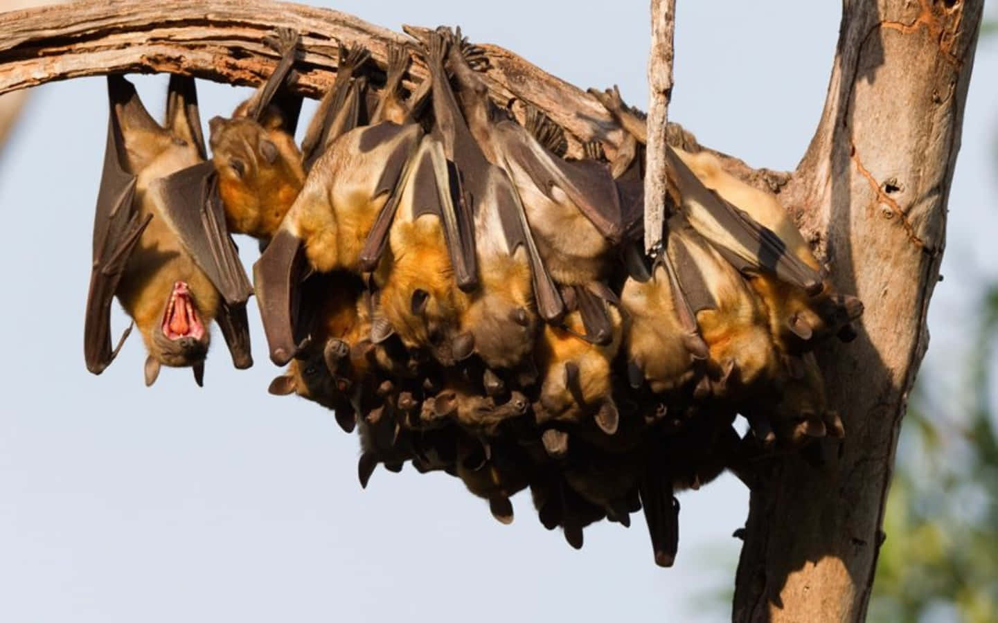 Majestic Fruit Bats in their natural habitat