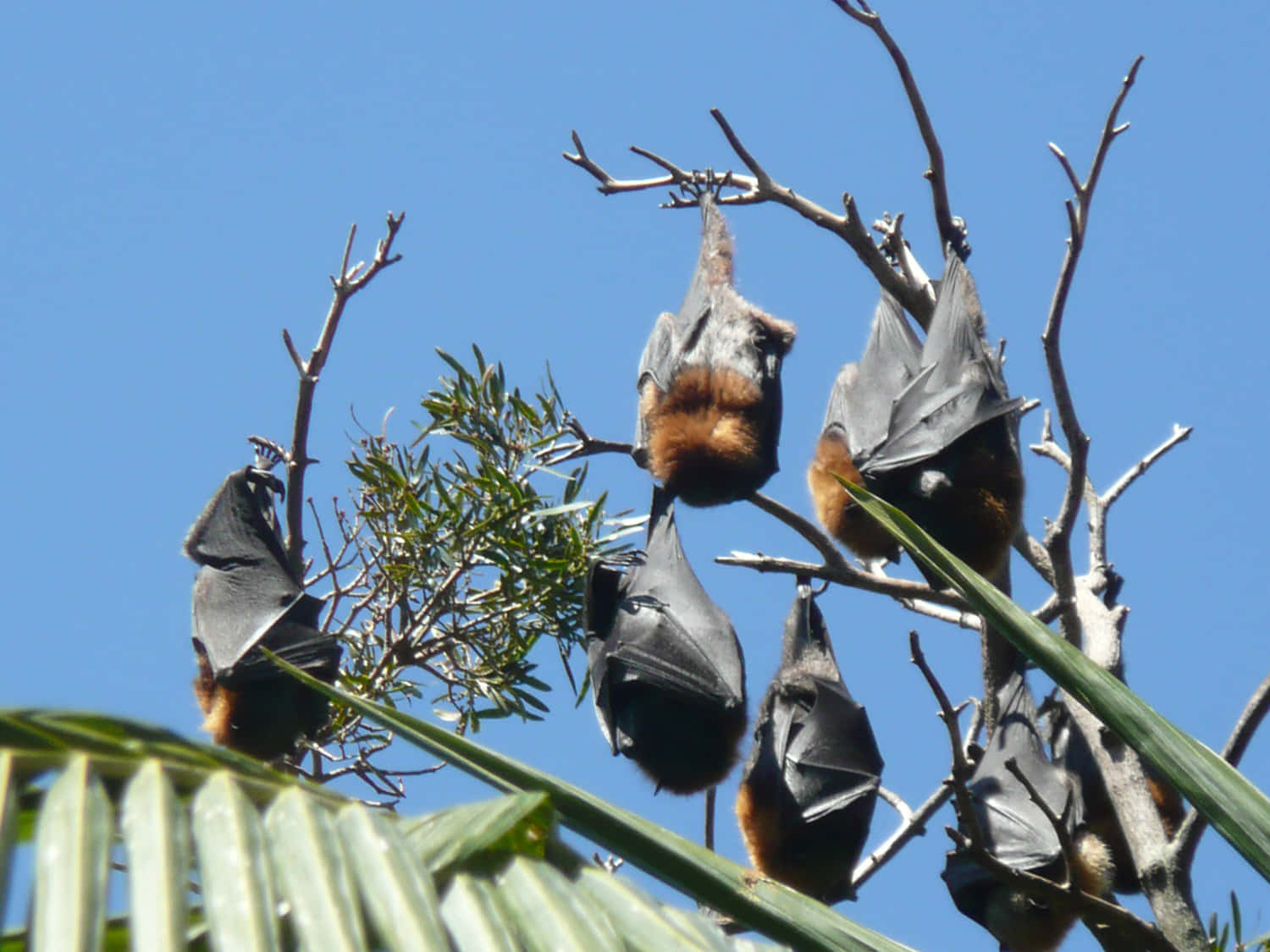 Fruit Bats On Branch Of Tree Picture