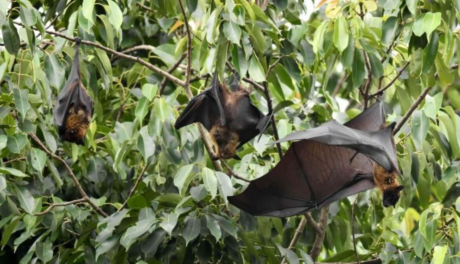 Fruit Bats Hanging On Thin Branch Picture