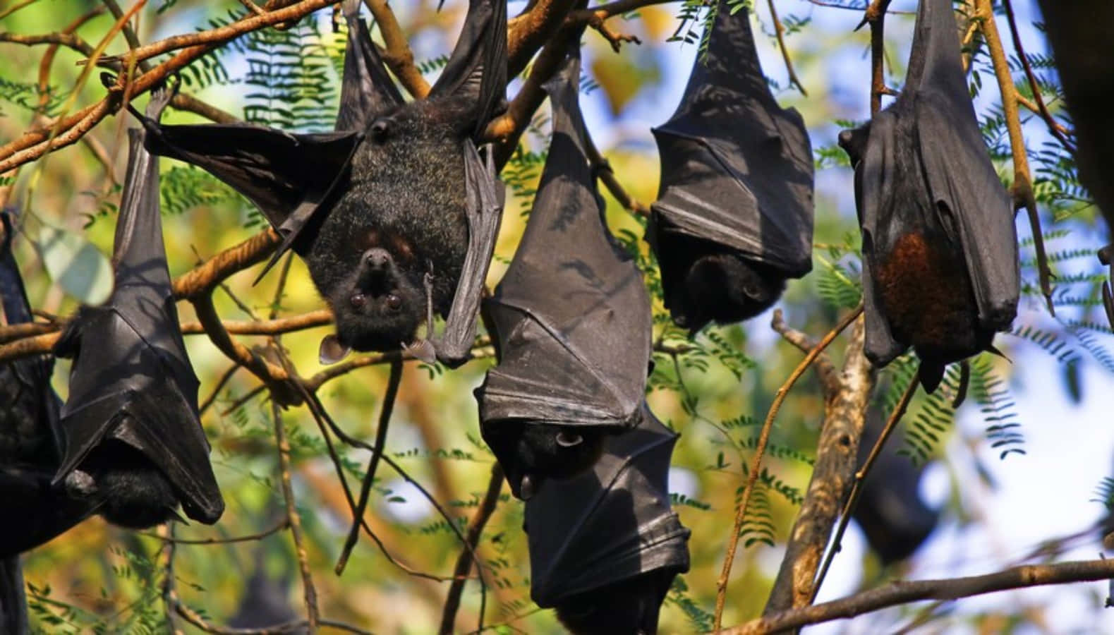 Black Fruit Bats Hanging Picture