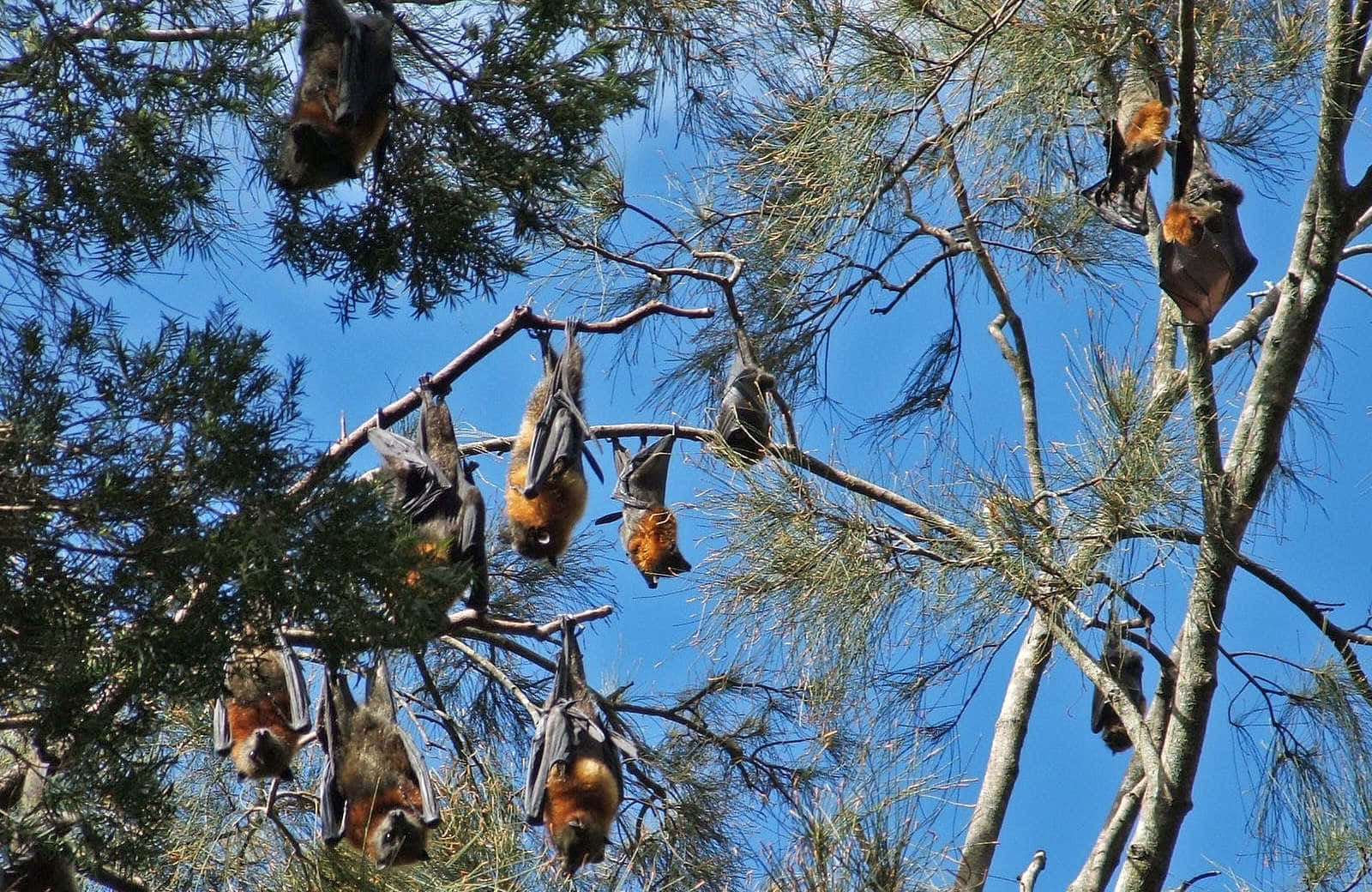 Immaginedi Pipistrelli Della Frutta Che Dormono Su Un Albero