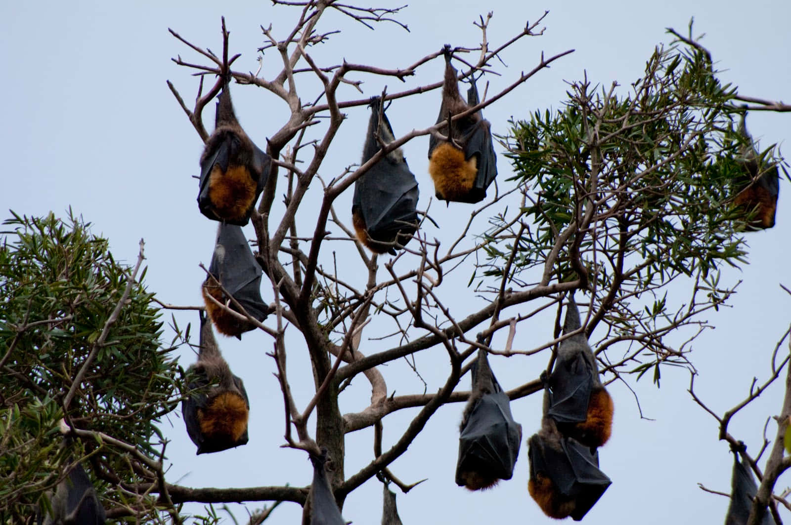 Immaginedi Pipistrelli Della Frutta Appesi Sugli Alberi