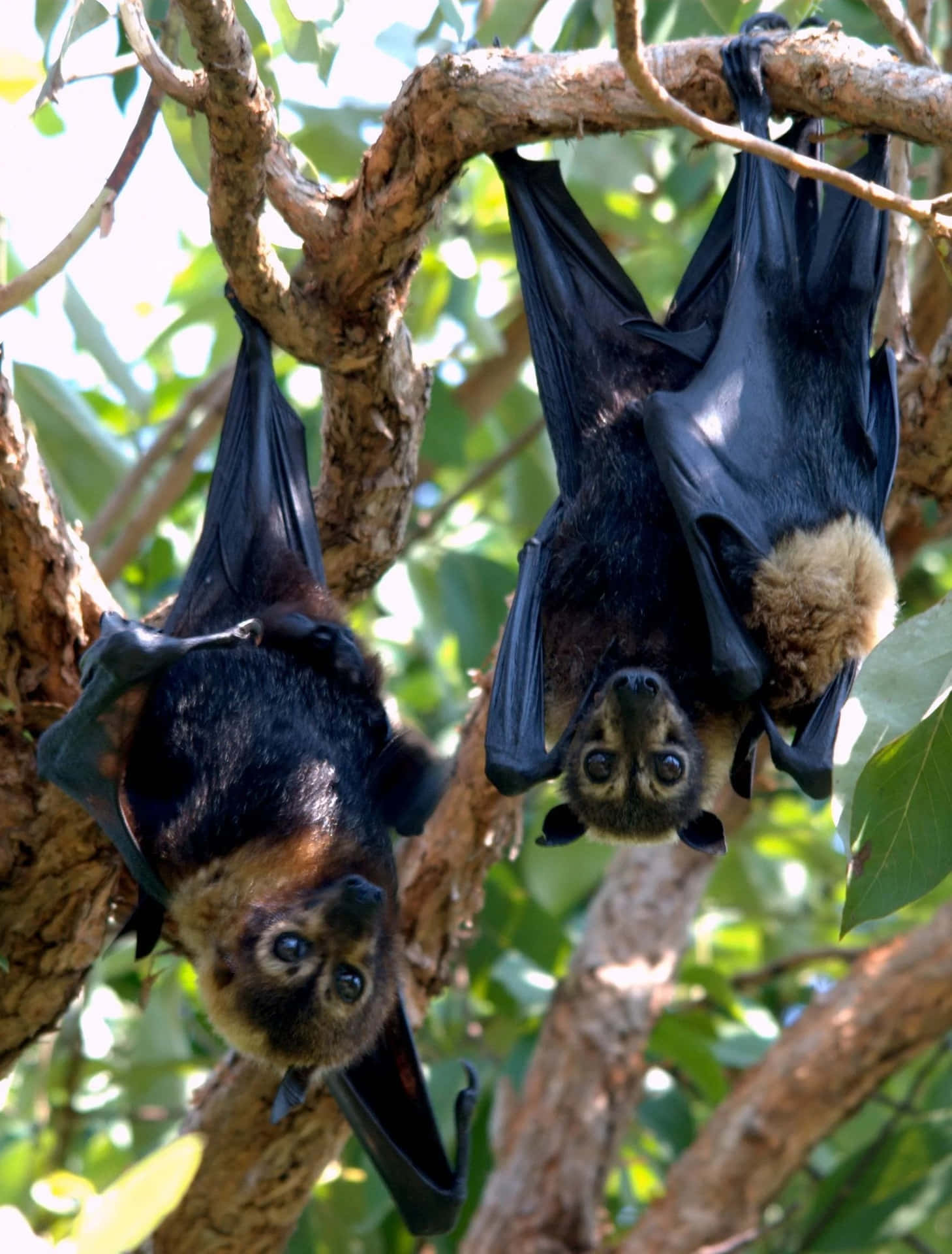 Stupefacenteimmagine Ravvicinata Di Pipistrelli Della Frutta Nel Loro Habitat Naturale