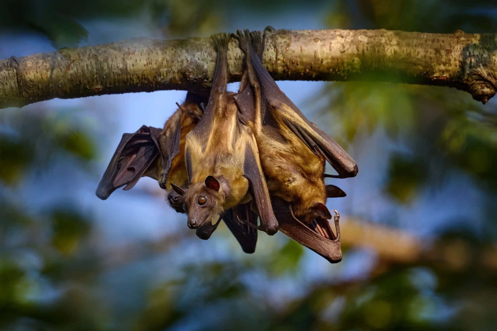 Fruit Bats Hanging Bunch Picture