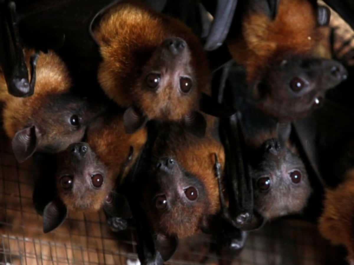 Fruit Bats Upside Down Picture