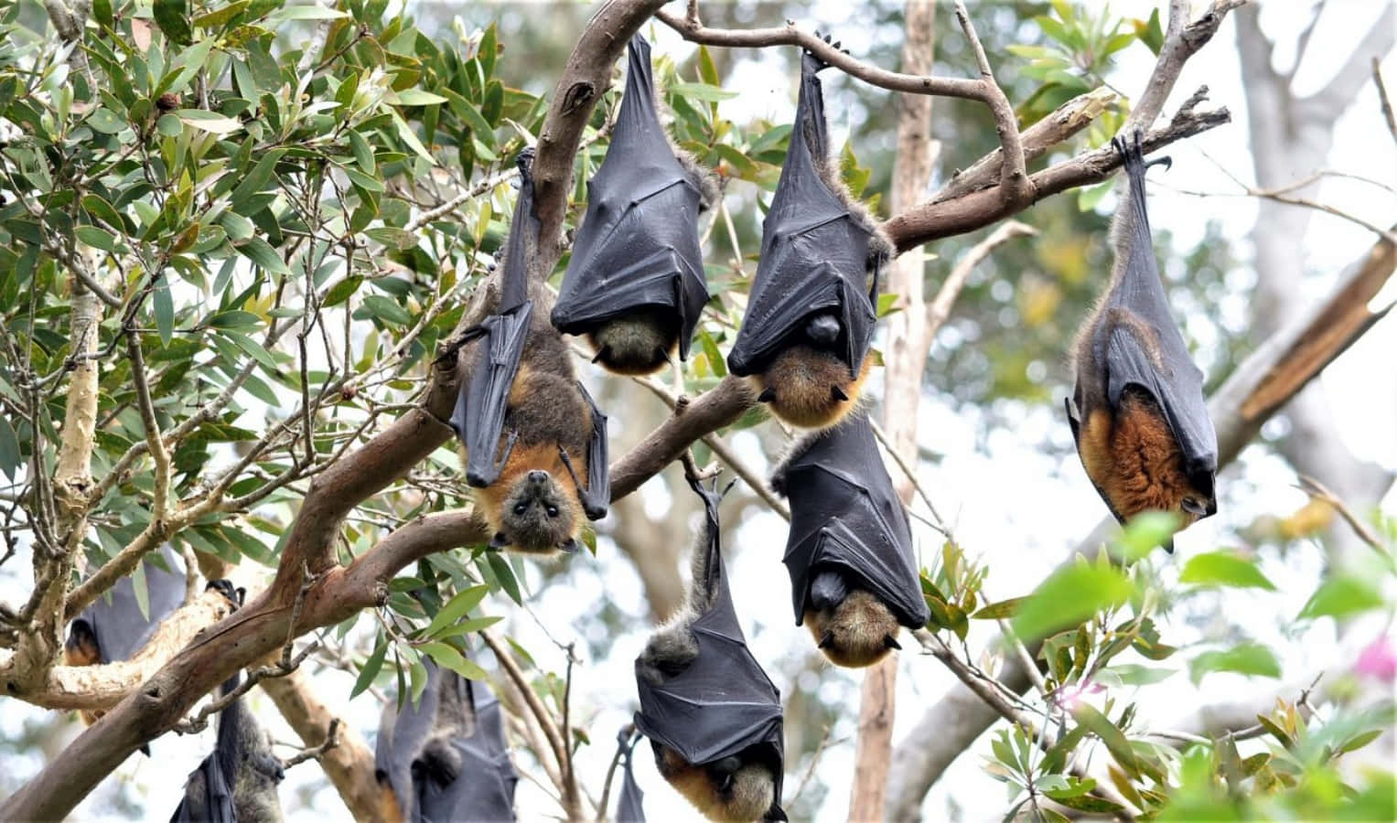 Fruit Bats Wrapped With Wings Picture