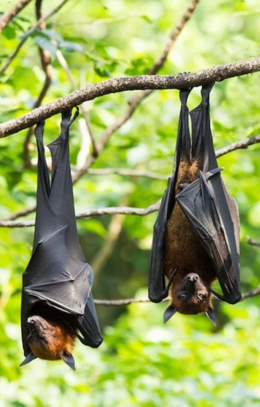 Two Black Fruit Bats Picture