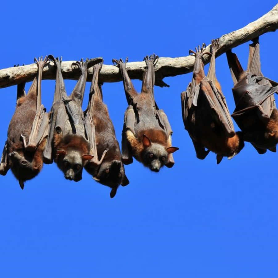 Fruit Bats Hanging Blue Sky Picture