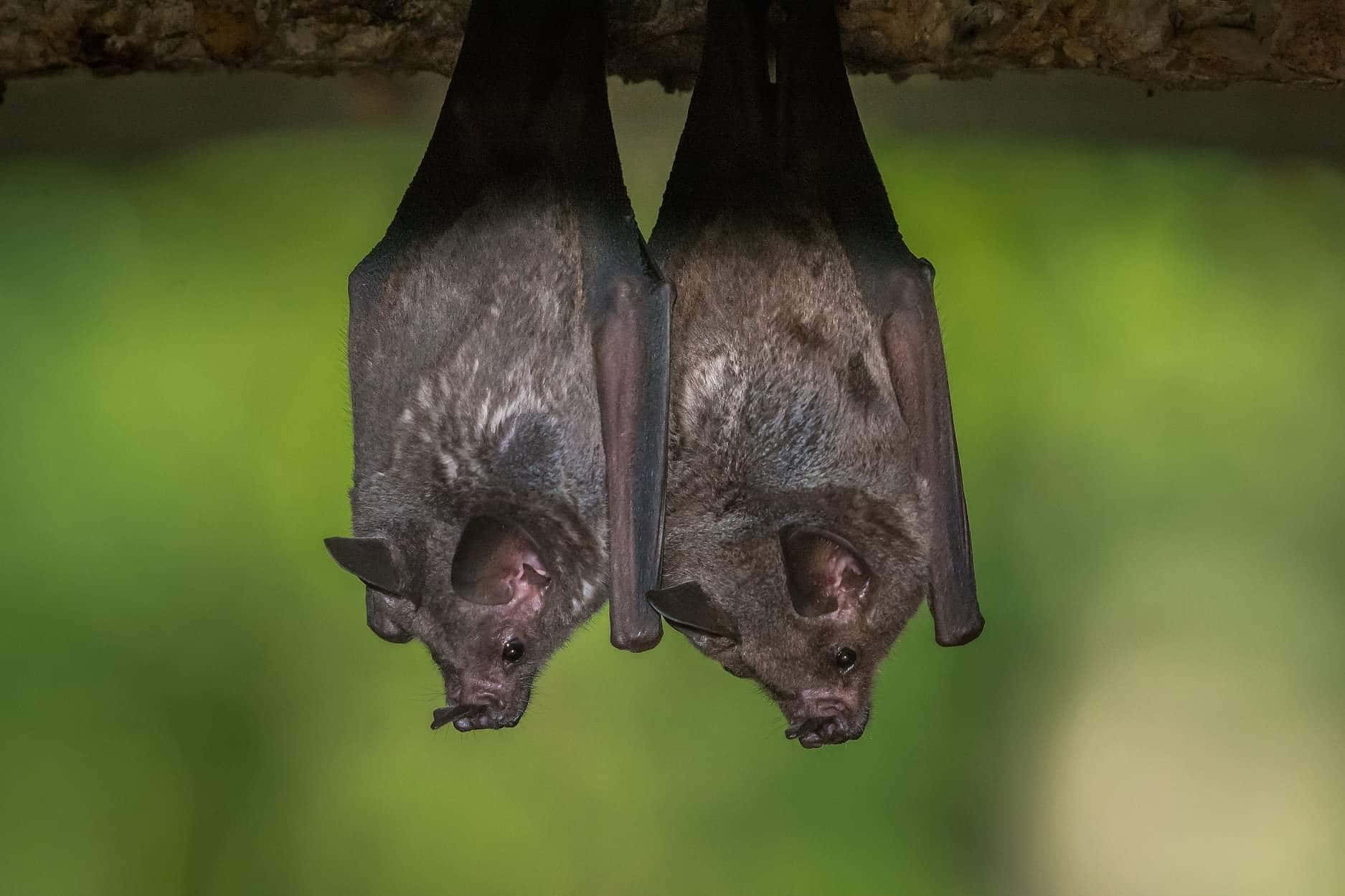 Incredibilevista Ravvicinata Di Pipistrelli Della Frutta Nel Loro Habitat Naturale