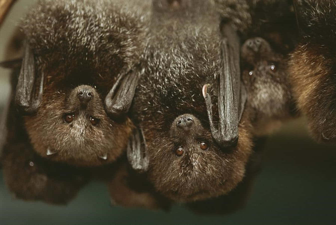 Cute Fruit Bats Close Up Picture