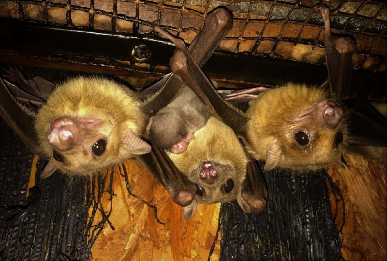 Cute Egyptian Fruit Bats Picture