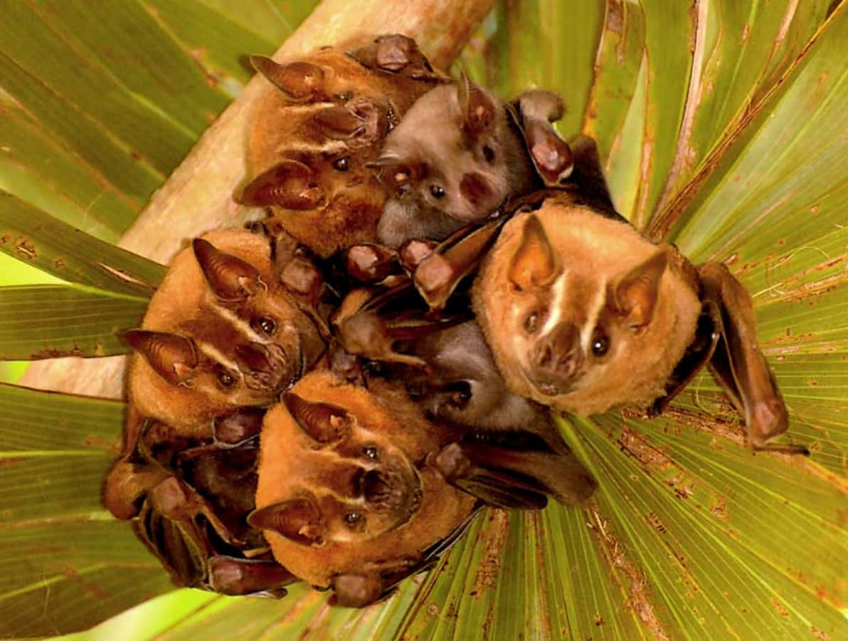 Fruit Bats Inside Leaf Picture