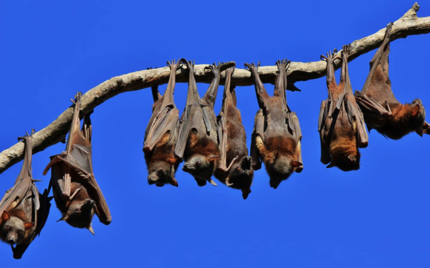 Fruit Bats Against Blue Sky Picture