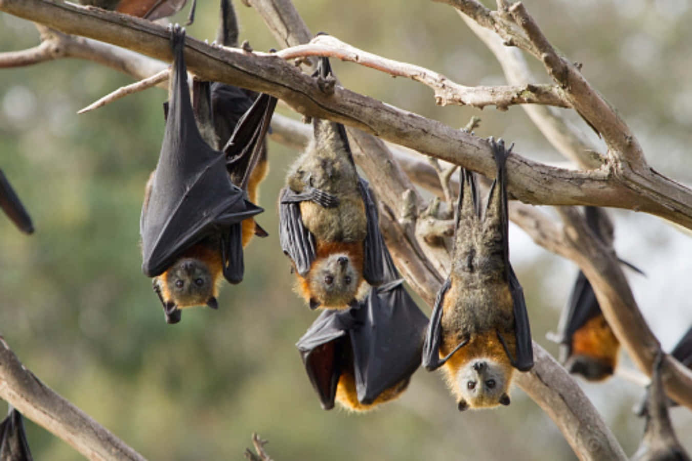 Brown Black Fruit Bats Picture