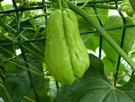 Fruitvine Chayote Would Be 