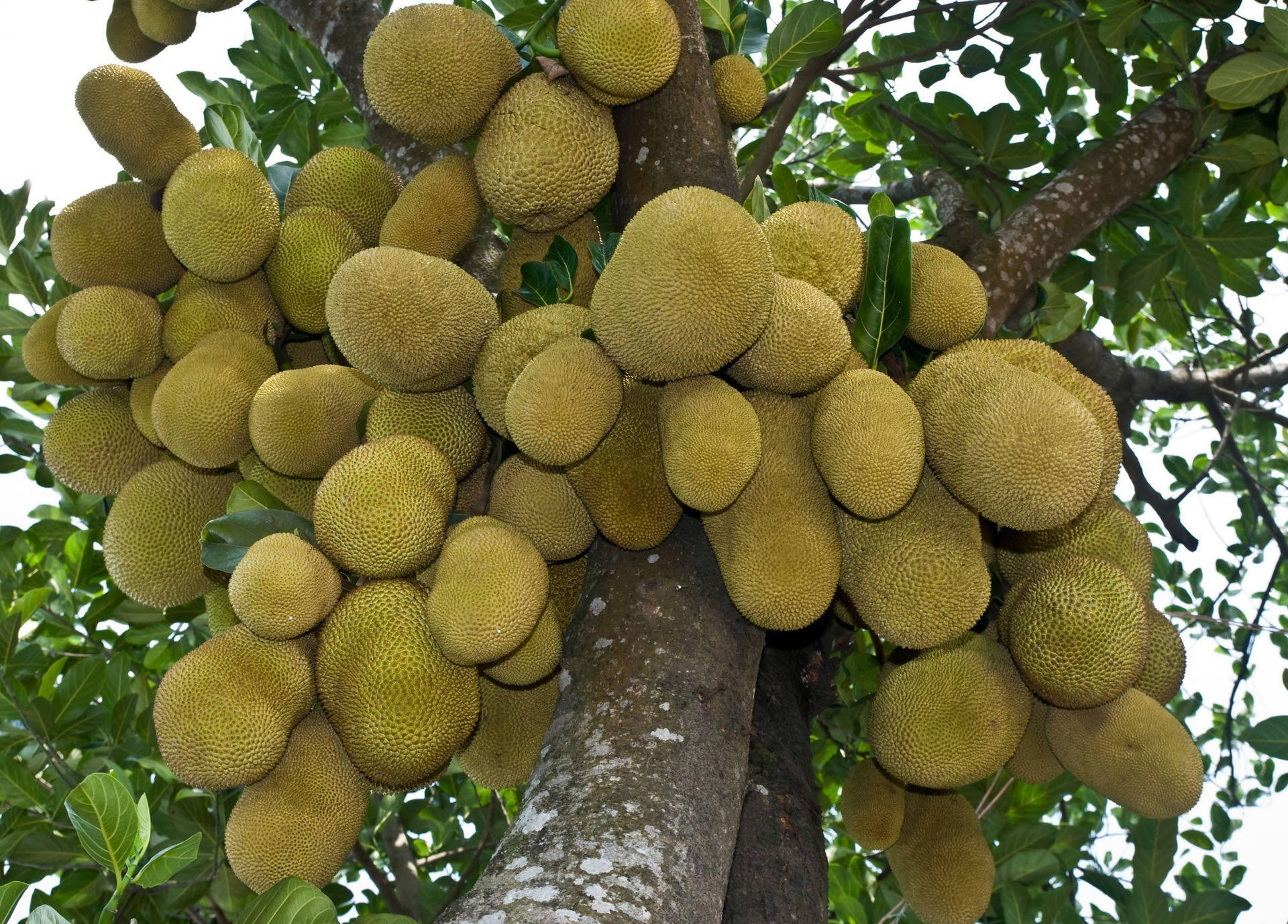 Árbolde Jackfruit Fructífero Fondo de pantalla