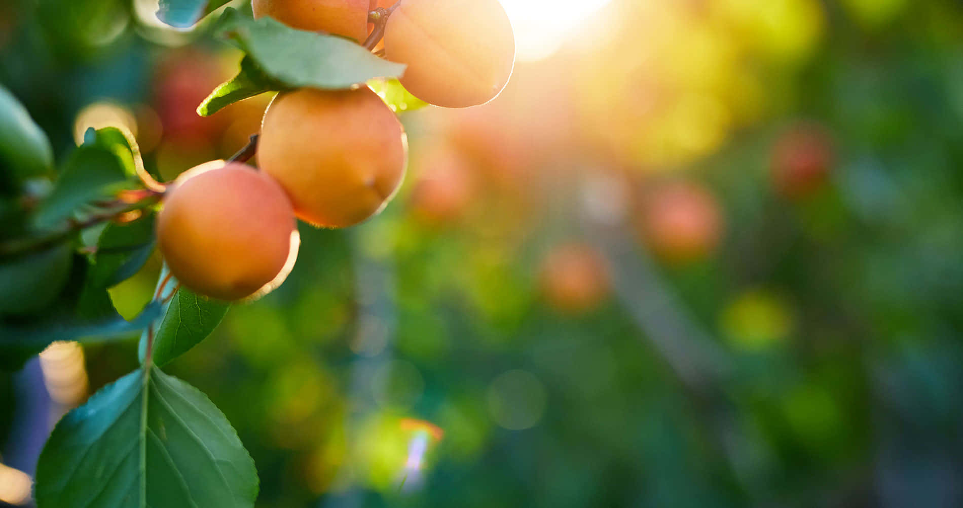 Apricots On A Tree With Sunlight Shining On Them