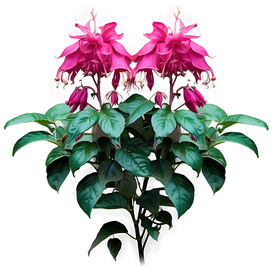 Fuchsia Flower Bush Png Clt29 PNG
