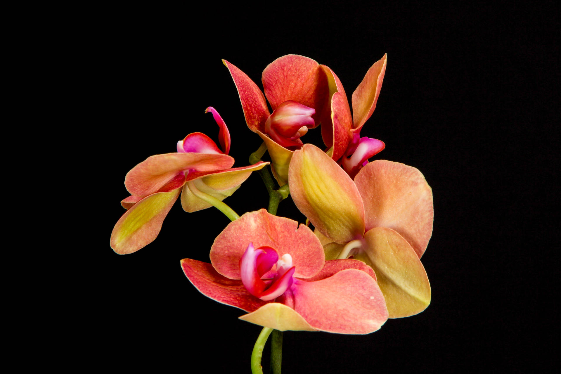 Fuchsia Pink Orchid
