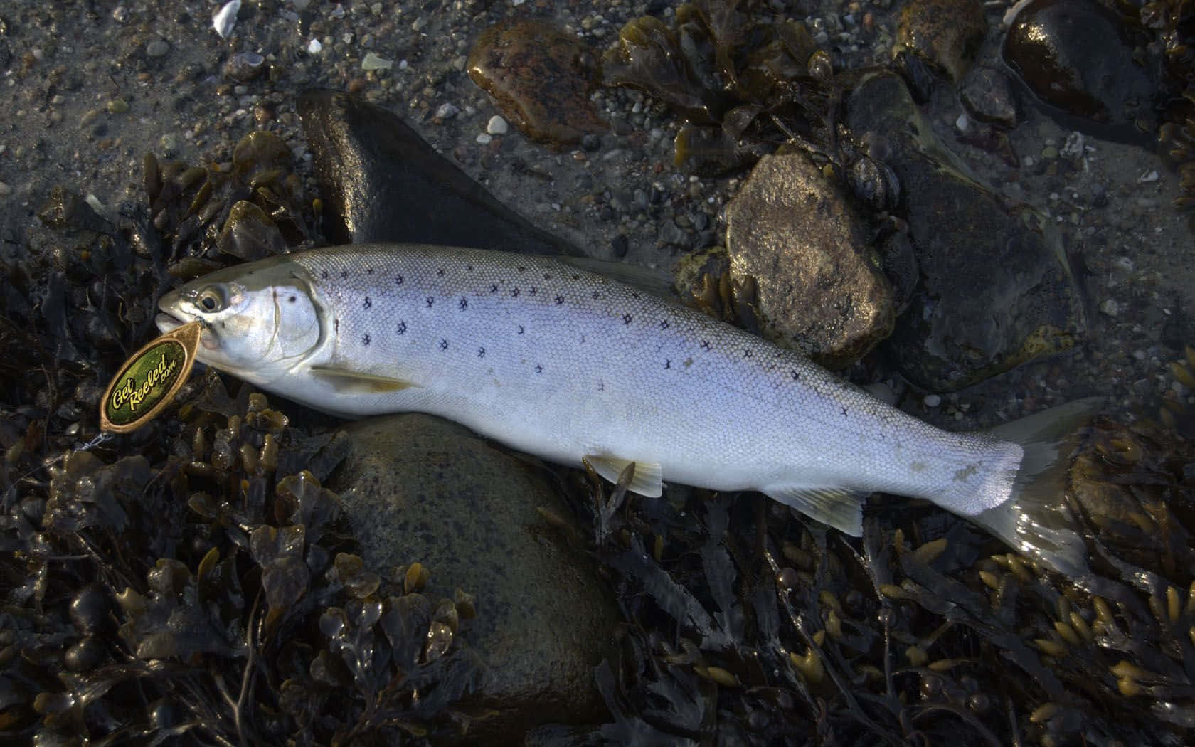 Fugaserena Di Pesca