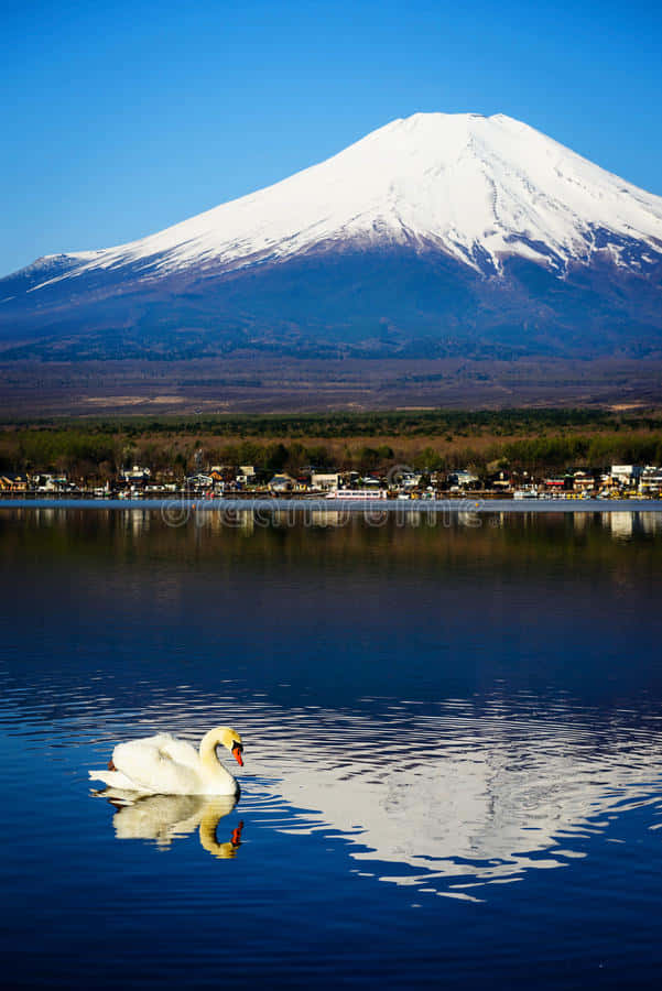Fuji og en sø med en svane Wallpaper