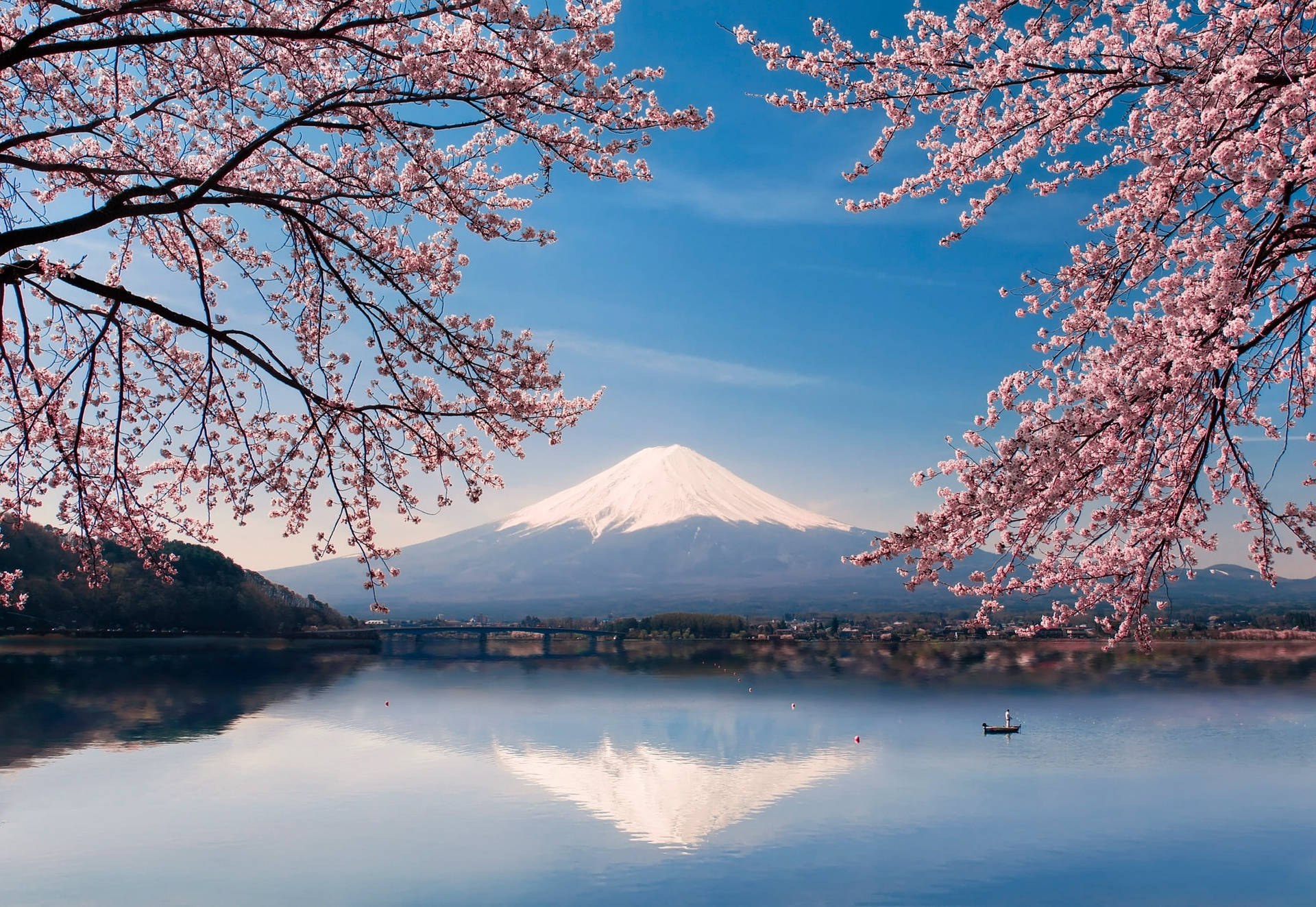 Fuji Cherry Blossoms Japan 4k