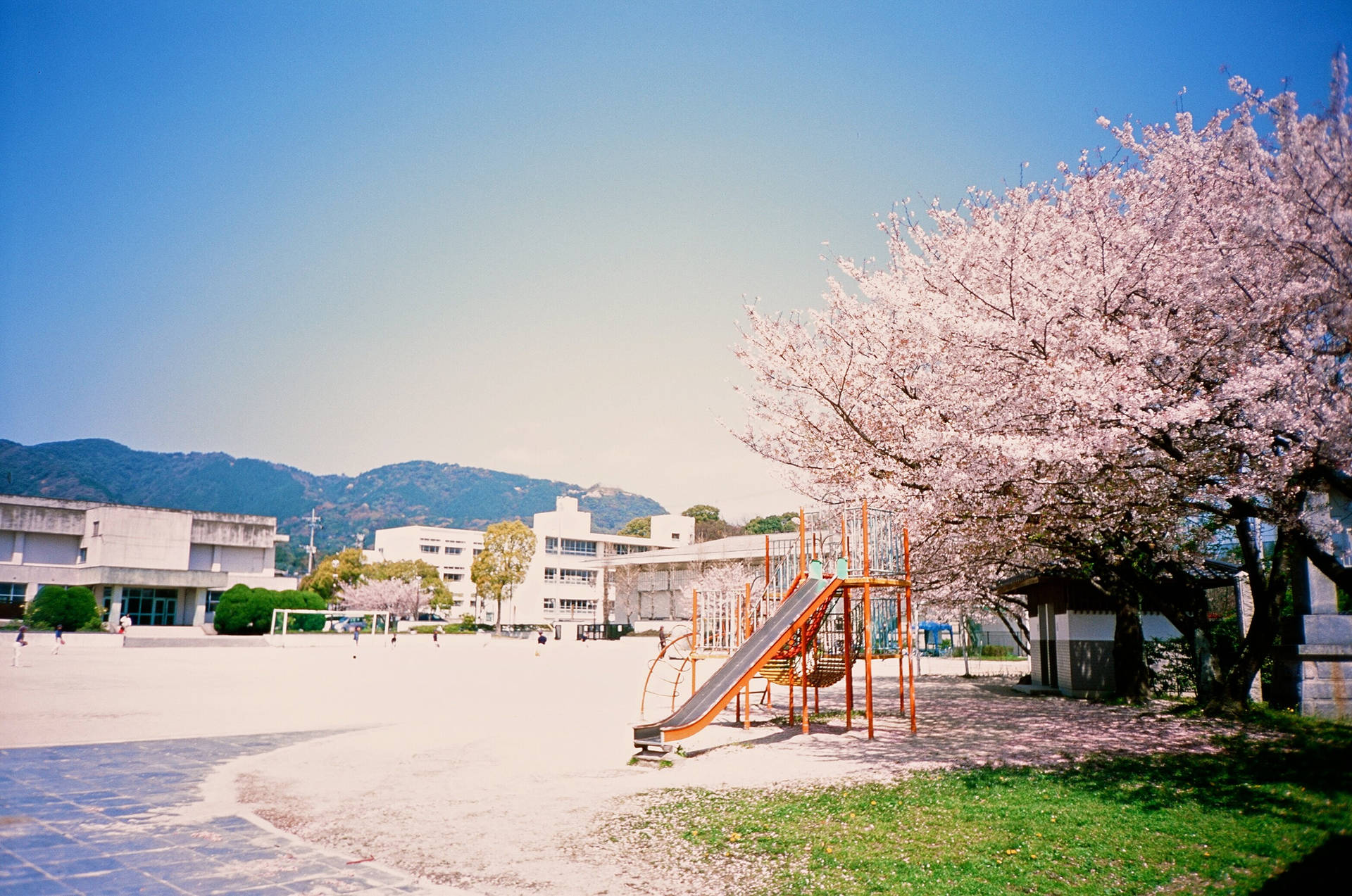 Fukuoka Park og Sakura-træ Wallpaper