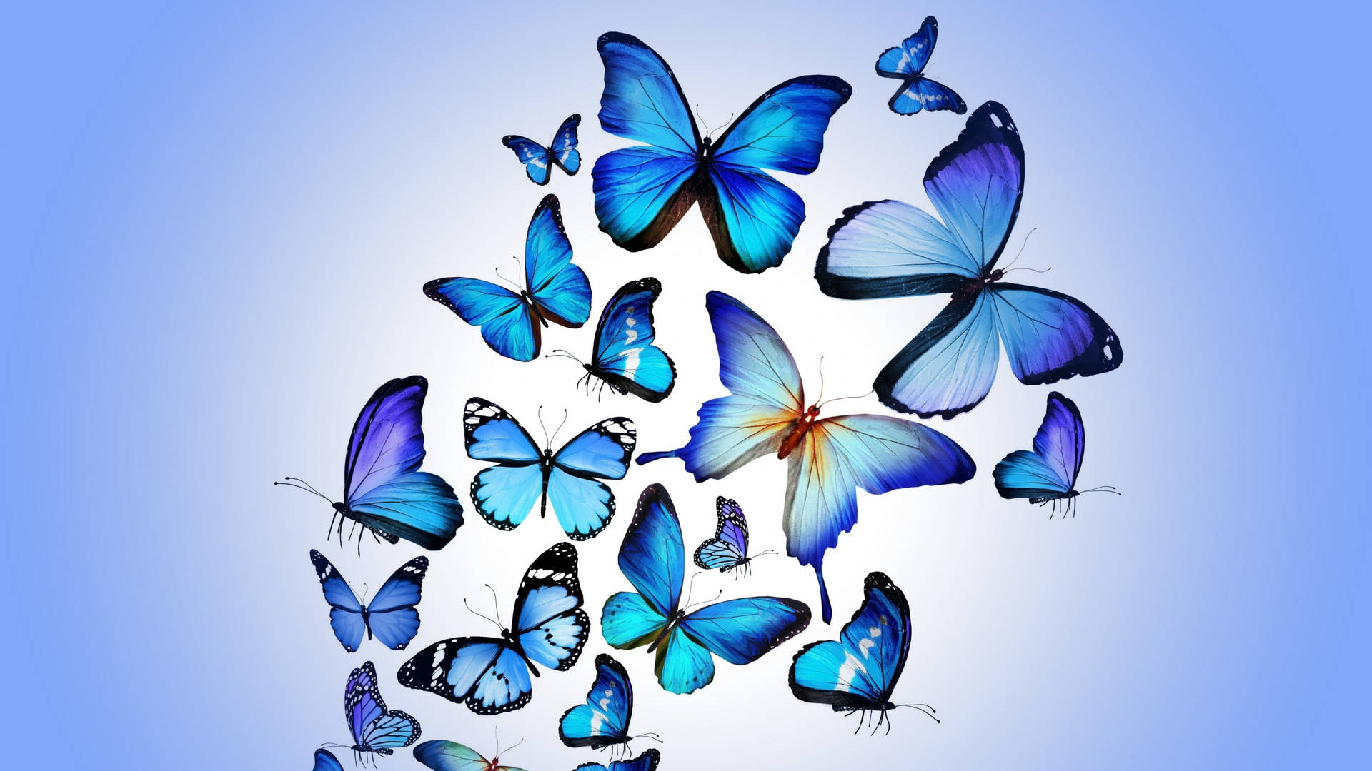Volle4k Blaue Schmetterlinge Wallpaper