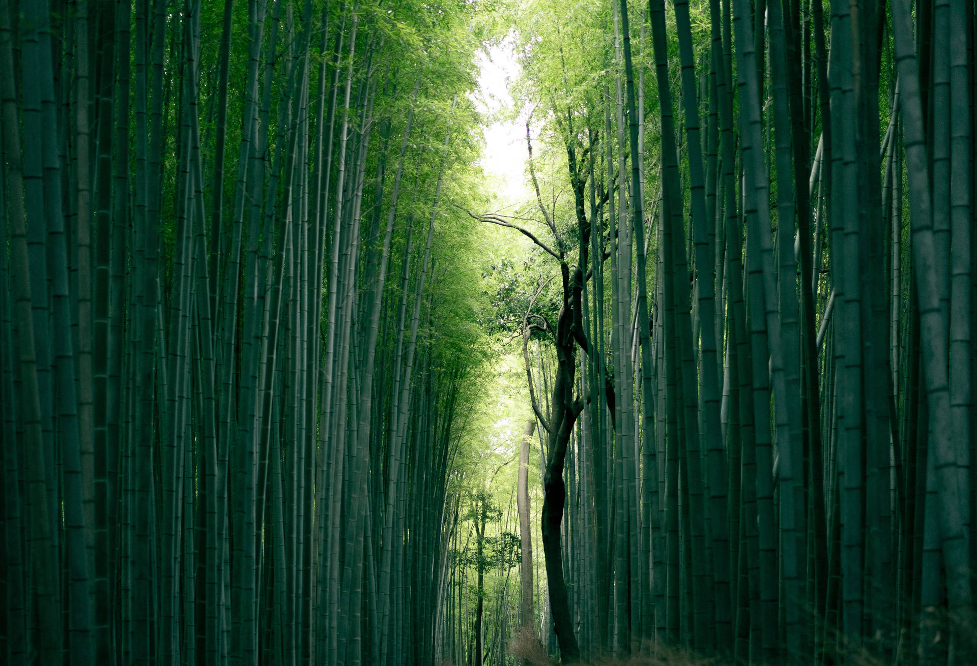 Bosquede Bambú Completo En 4k Para Escritorio. Fondo de pantalla