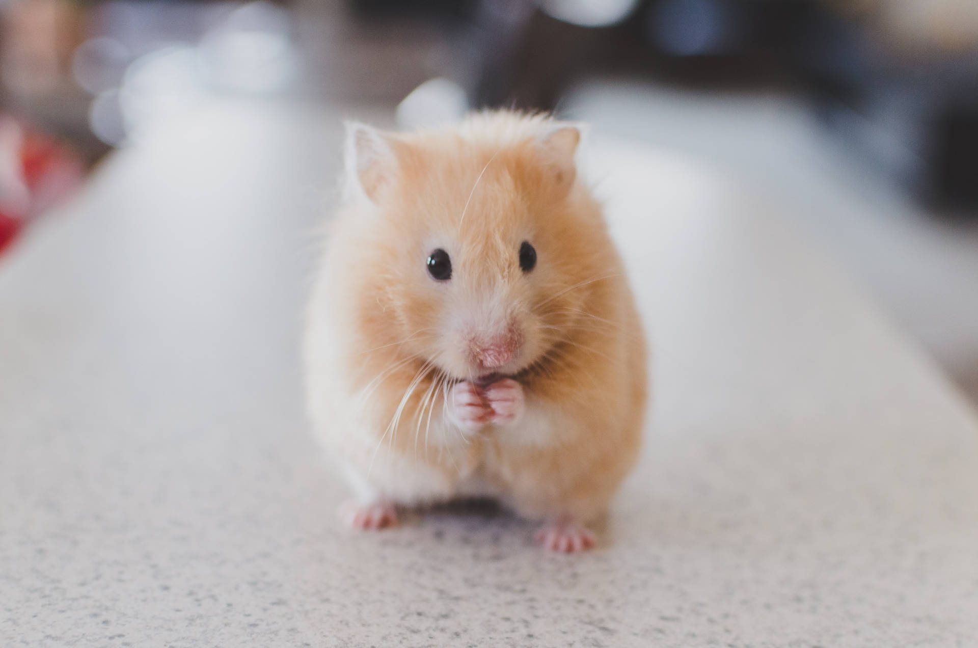 Papelde Parede Adorável De Hamster Em Resolução 4k Para Desktop Papel de Parede