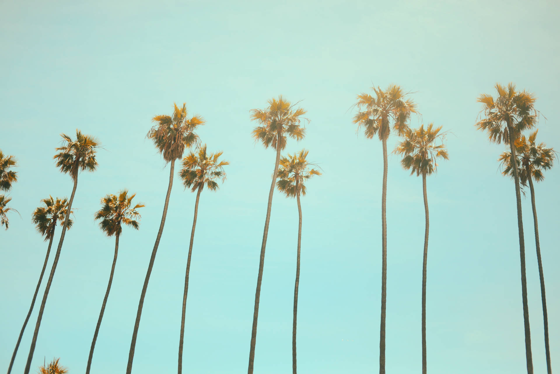 Palmtrees Completas En 4k Para Escritorio. Fondo de pantalla
