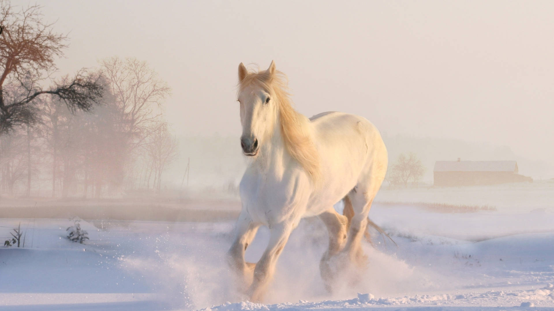 Vollständiges4k Winter Pferd Wallpaper