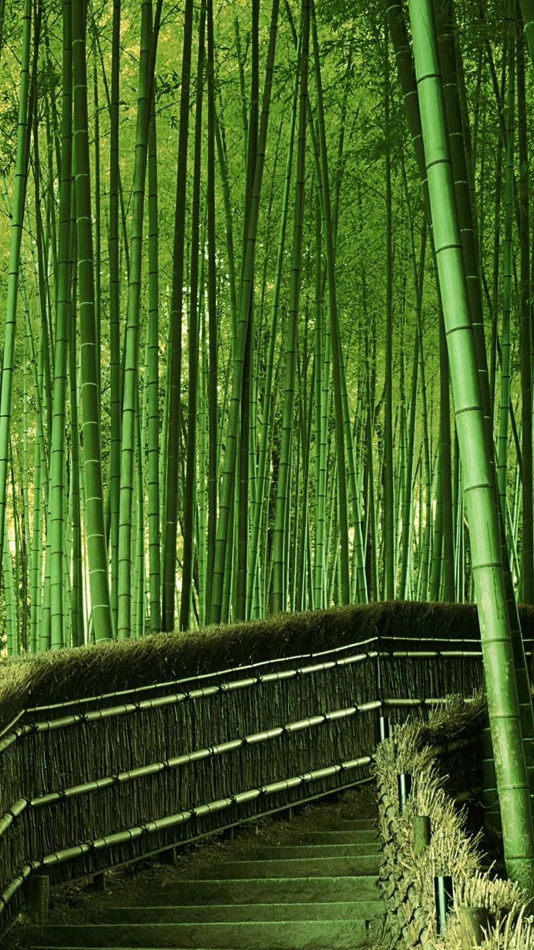 Caminocompleto De Escalones De Bambú Para Iphone. Fondo de pantalla