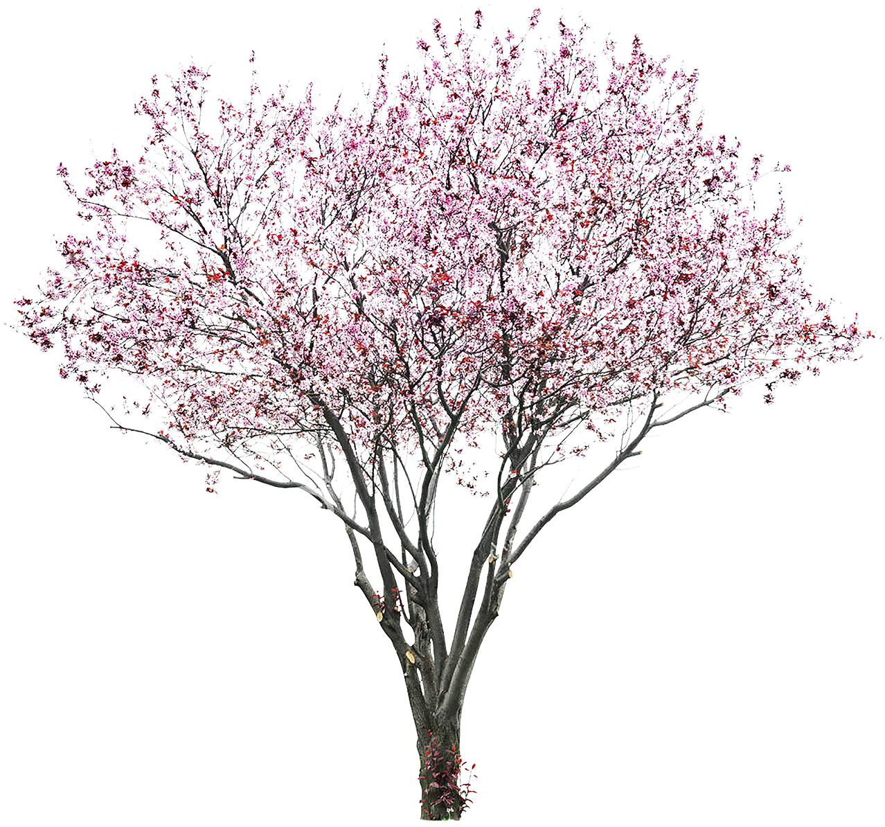 Full Bloom Cherry Blossom Tree PNG