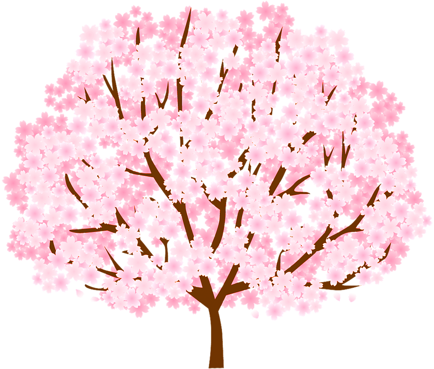 Full Bloom Cherry Blossom Tree Illustration PNG