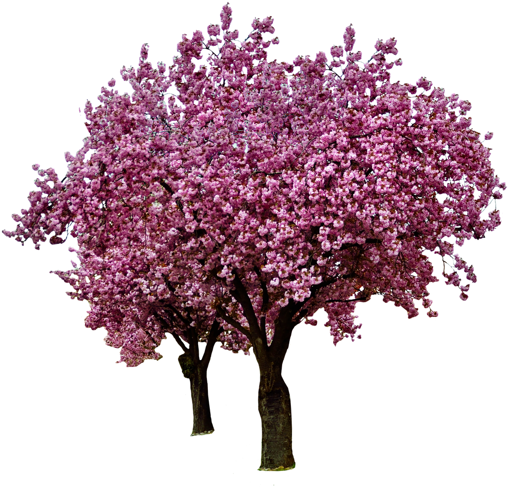 Full Bloom Cherry Blossom Tree PNG