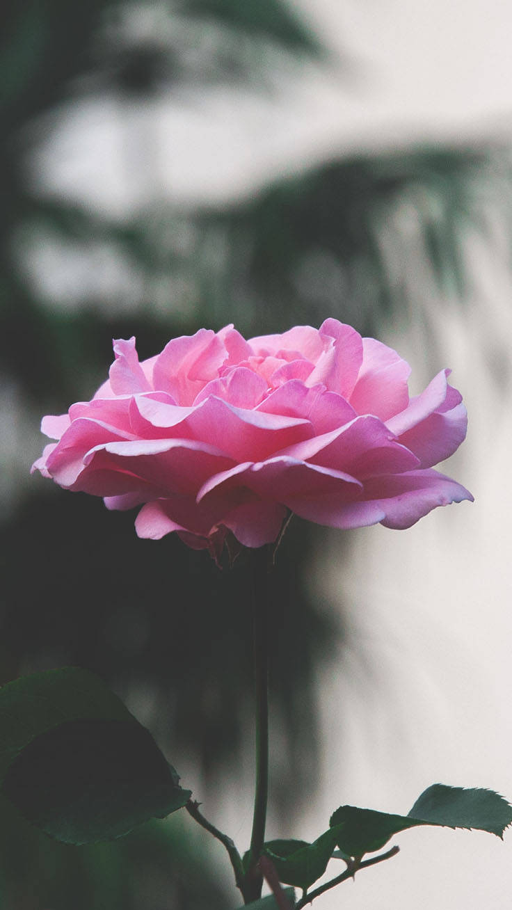Sfondofiorito Di Rose Rosa Per Iphone In Piena Fioritura. Sfondo
