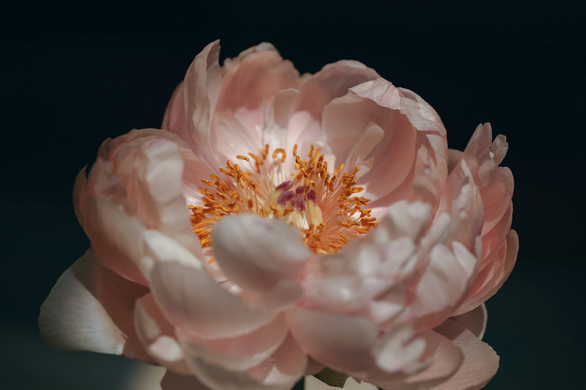 Florde Peonía Rosa Bella En Plena Floración. Fondo de pantalla
