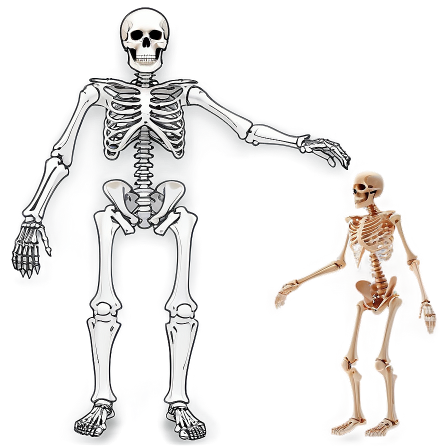 Full Body Skeleton Structure Png 06132024 PNG