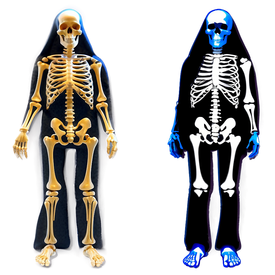 Full Body Skeleton Structure Png Fyh59 PNG