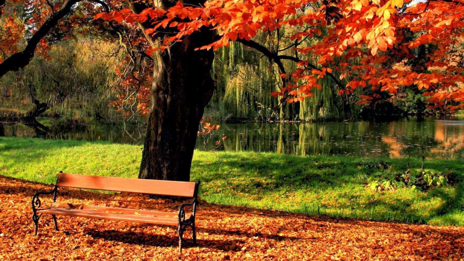 Einebank Sitzt Unter Einem Baum Im Herbst.