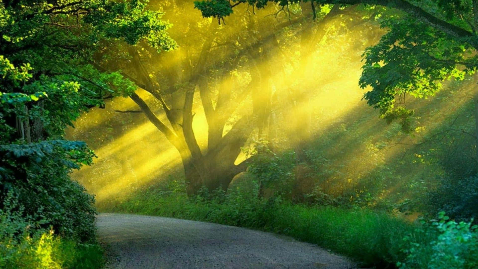 A Road With Sunlight Shining Through The Trees