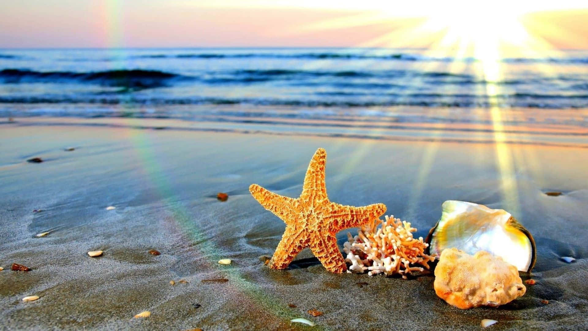 Starfish And Shells On The Beach At Sunset
