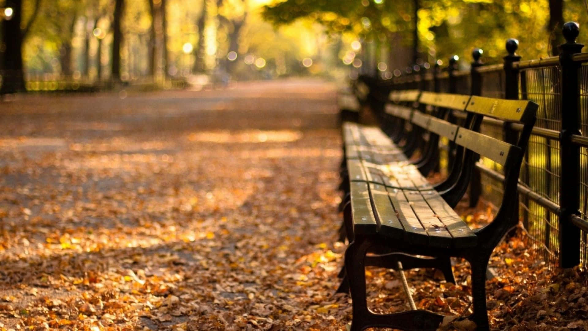 A Bench Is Lined Up In A Park With Leaves