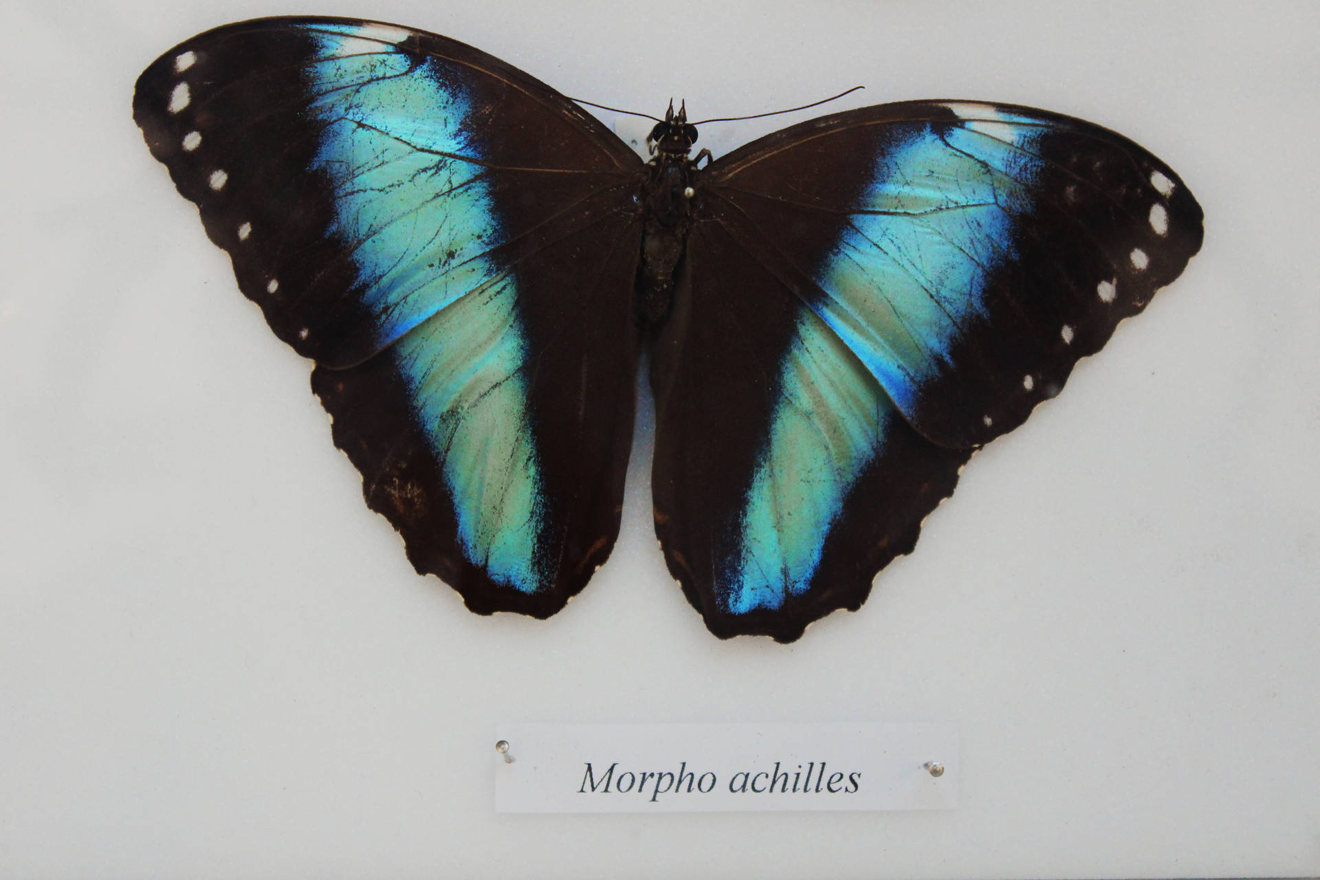 Full Hd Butterfly Blue-banded Butterfly
