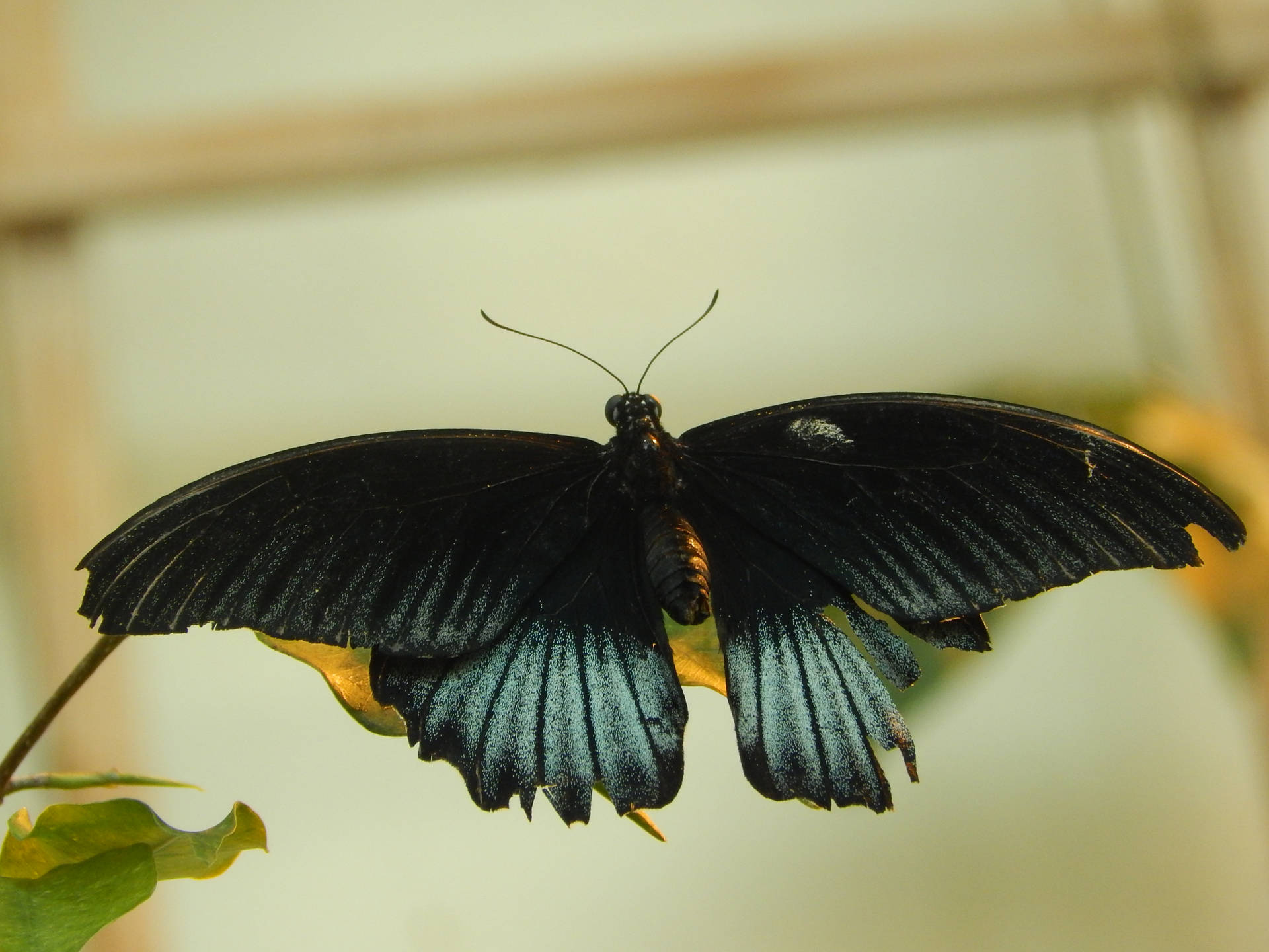 Fuld HD Sommerfugl Papilio Memnon Tapet Wallpaper