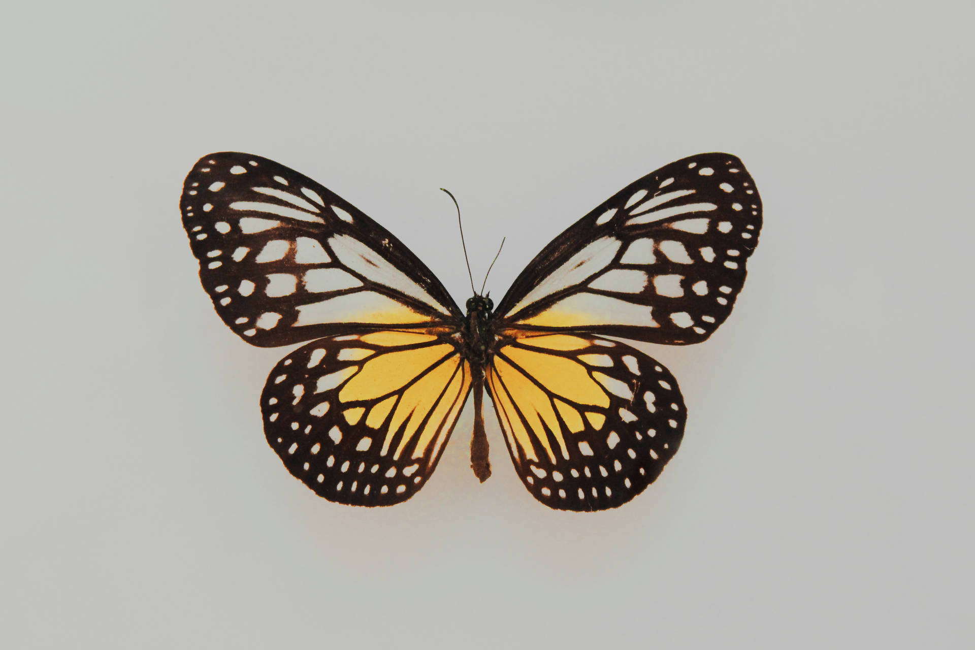 Full Hd Butterfly Yellow Glassy Tiger